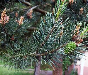 Бял бор – Pinus Silvestris