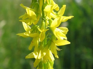Жълта Комунига – Melilotus Officinalis